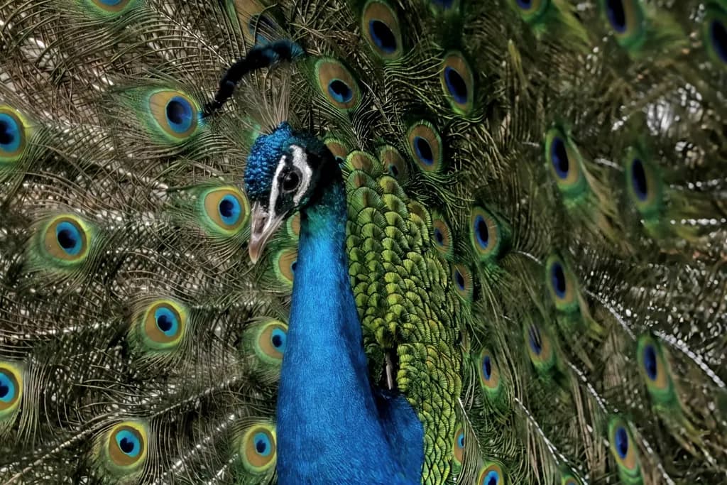 Peacock Display