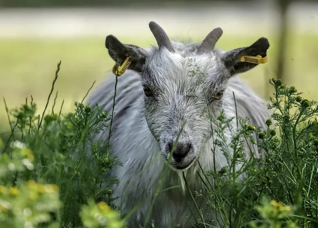 Curious Goat