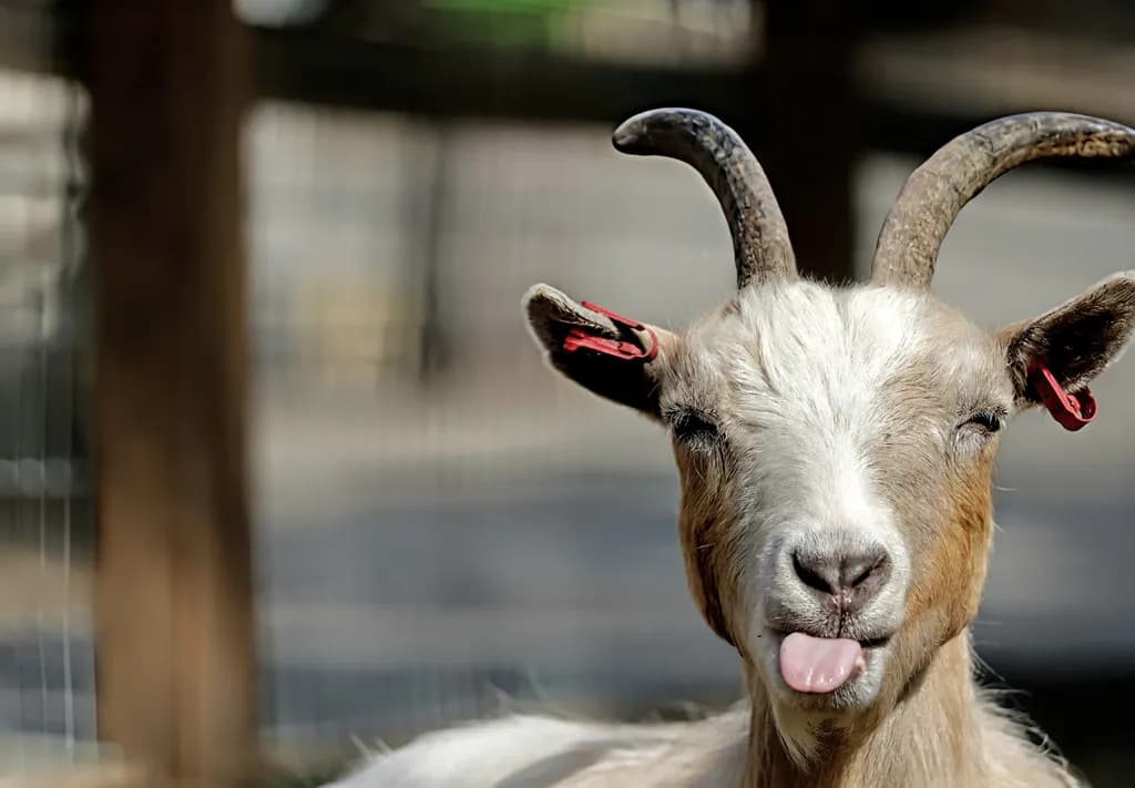 Cheeky Goat