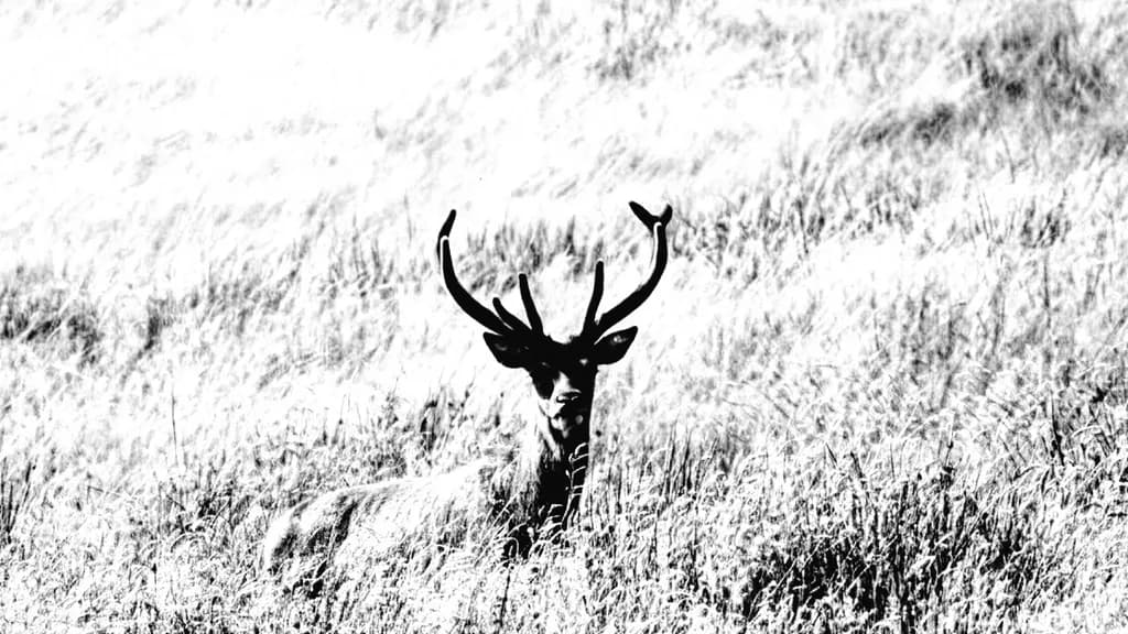 Stag in Grass