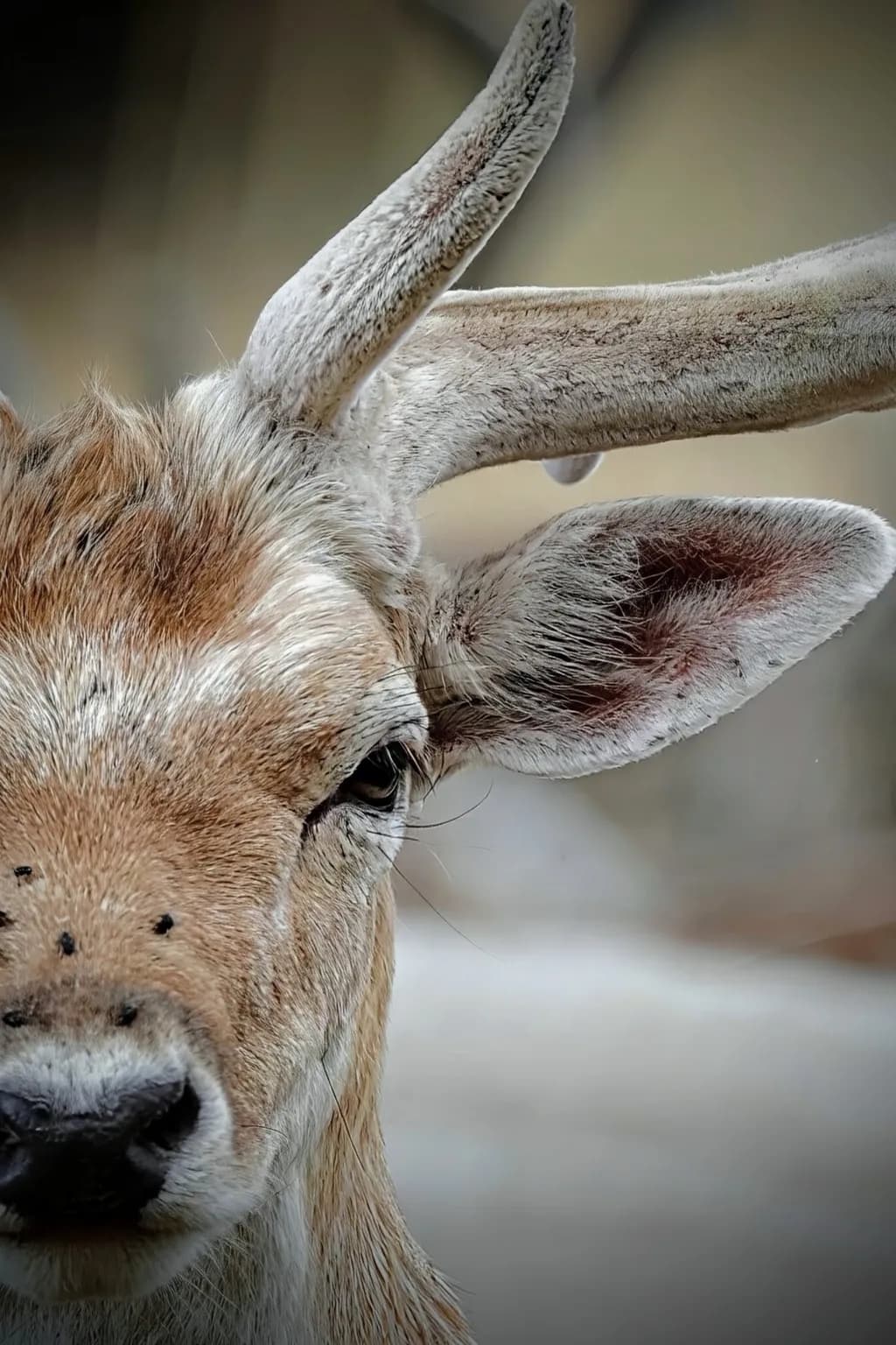 Antelope Gaze Closeup