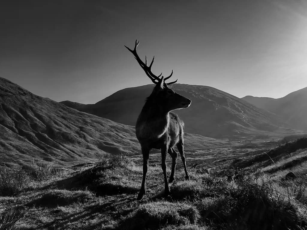 Stag Silhouette