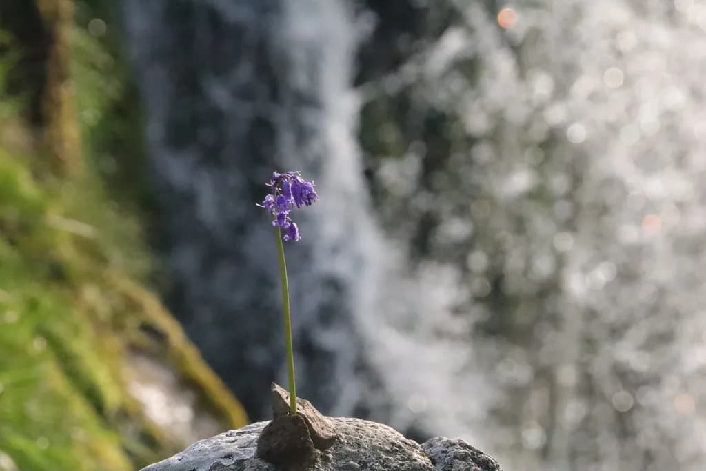 Solitary Bloom