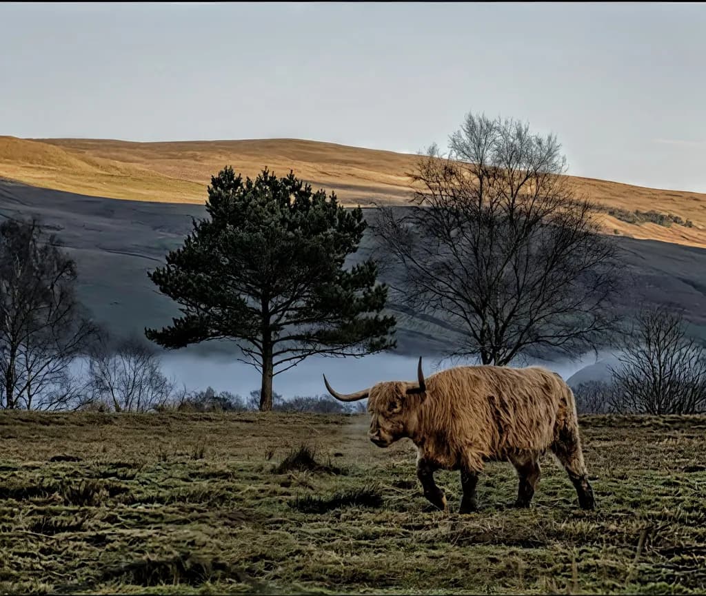 Highland Sentinel
