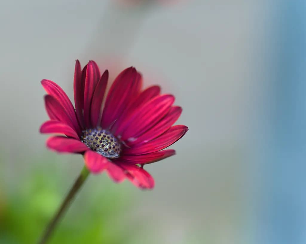 Crimson Bloom