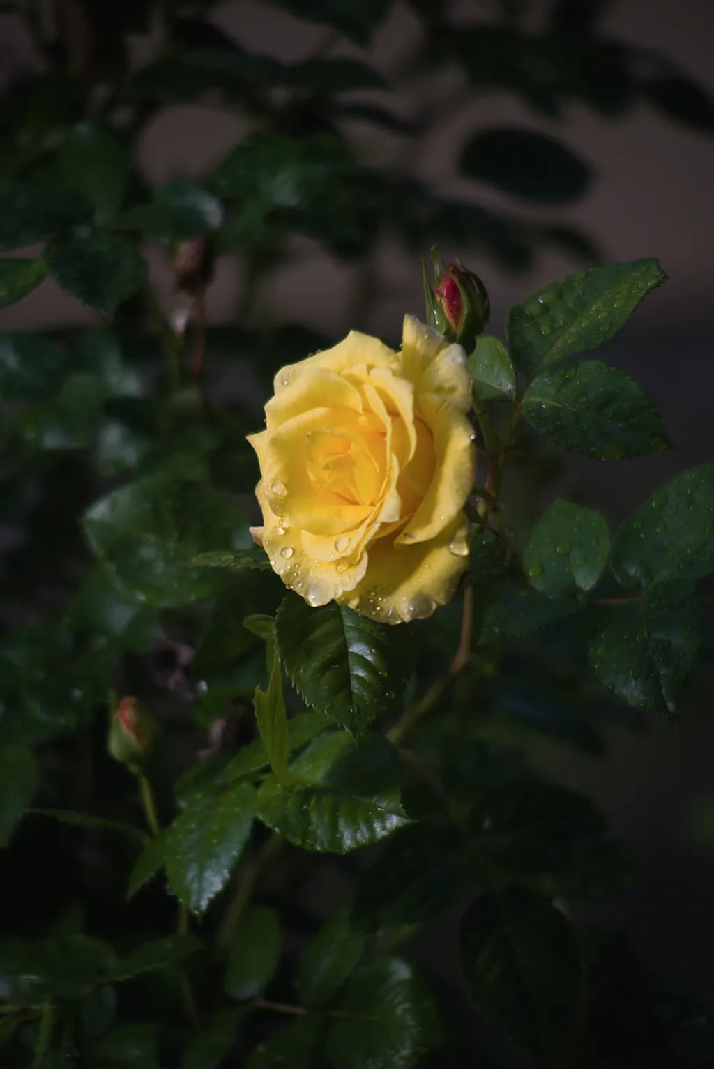 Yellow Rose Dewdrops