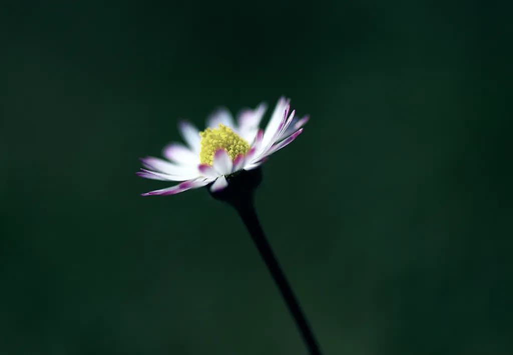 Delicate Bloom