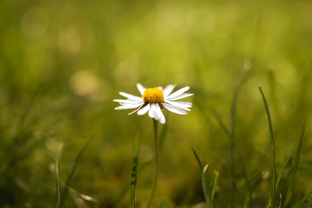 Solitary Daisy