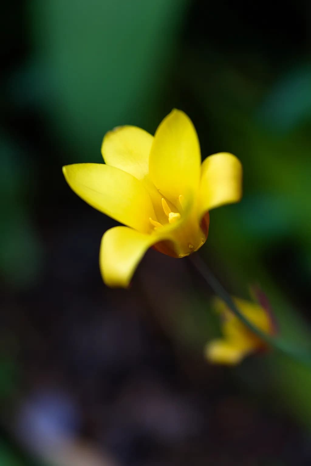 Golden Bloom