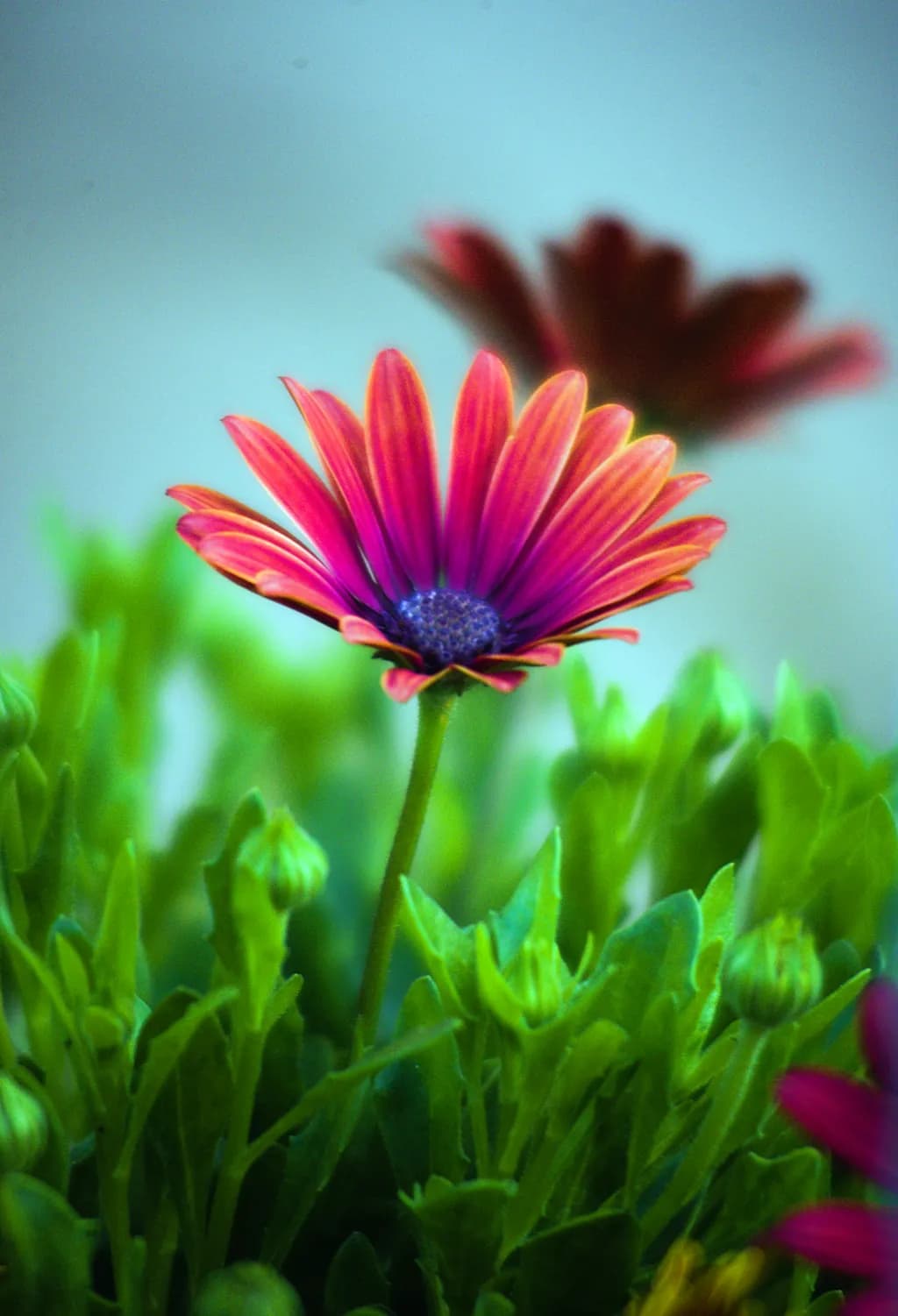 Radiant Bloom