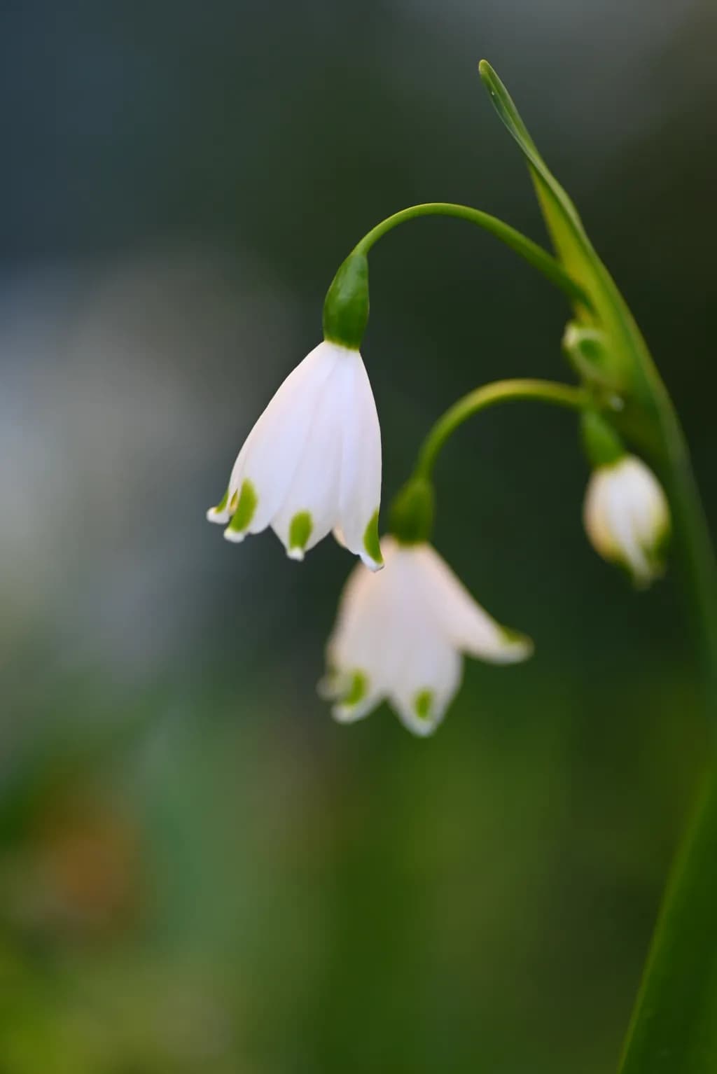 Green-tipped Snowdrops