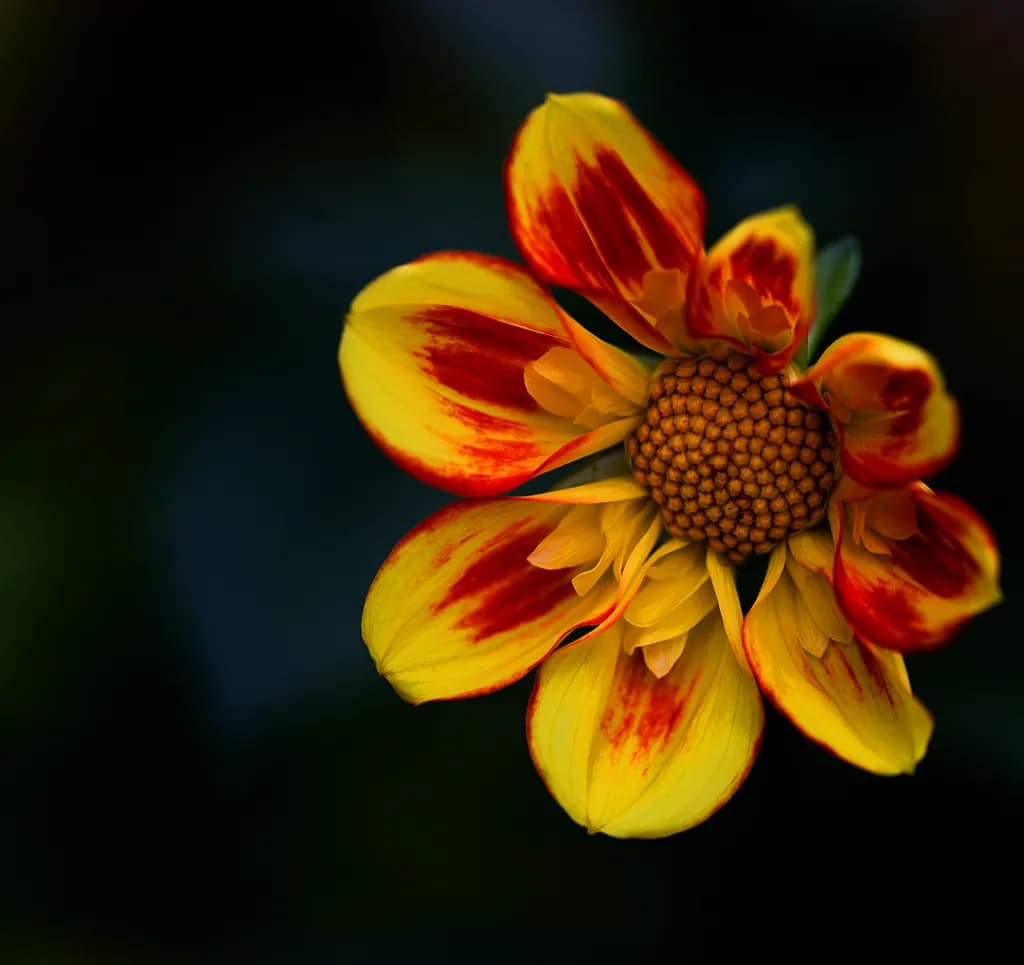 Ember Bloom