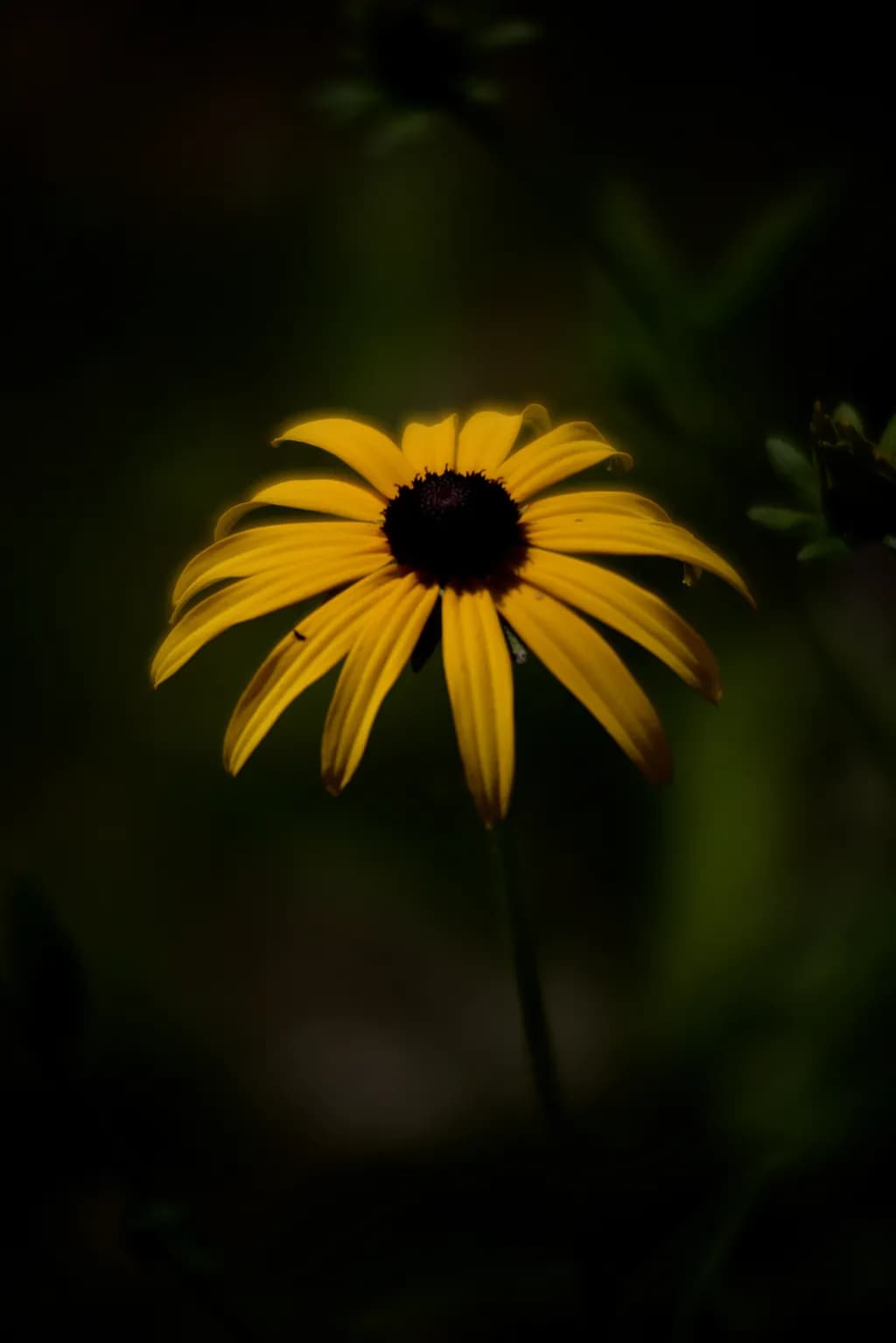 Golden Bloom