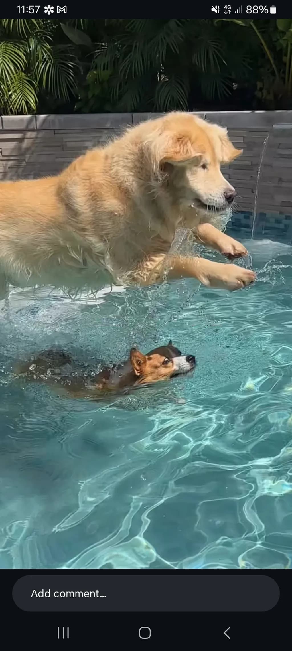 Poolside Leap