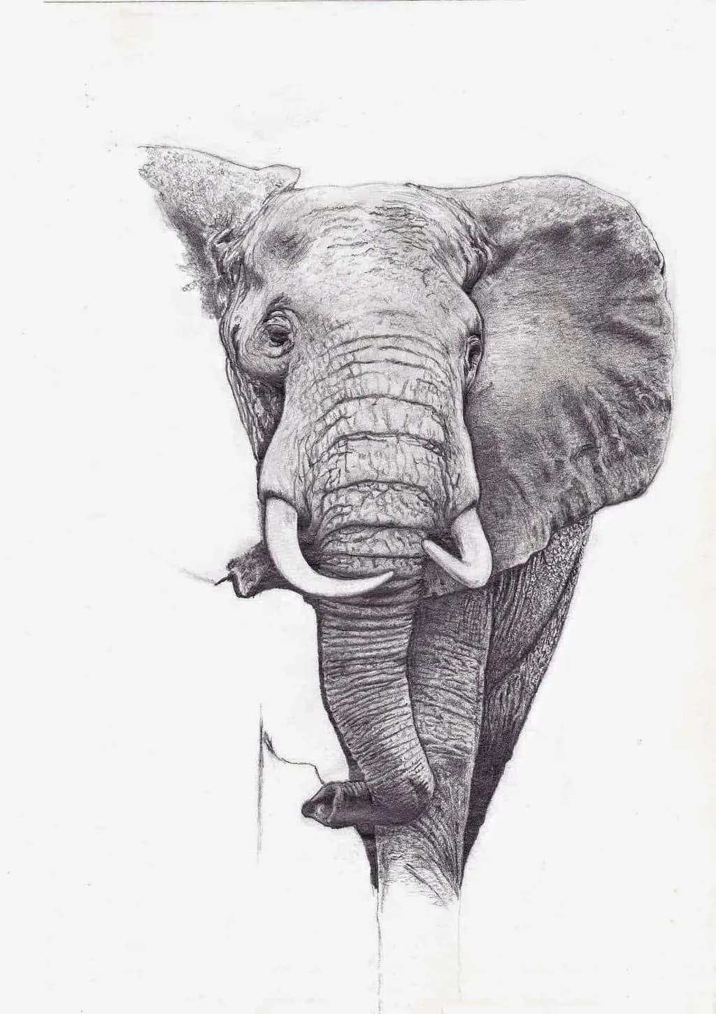 Elephant Portrait
