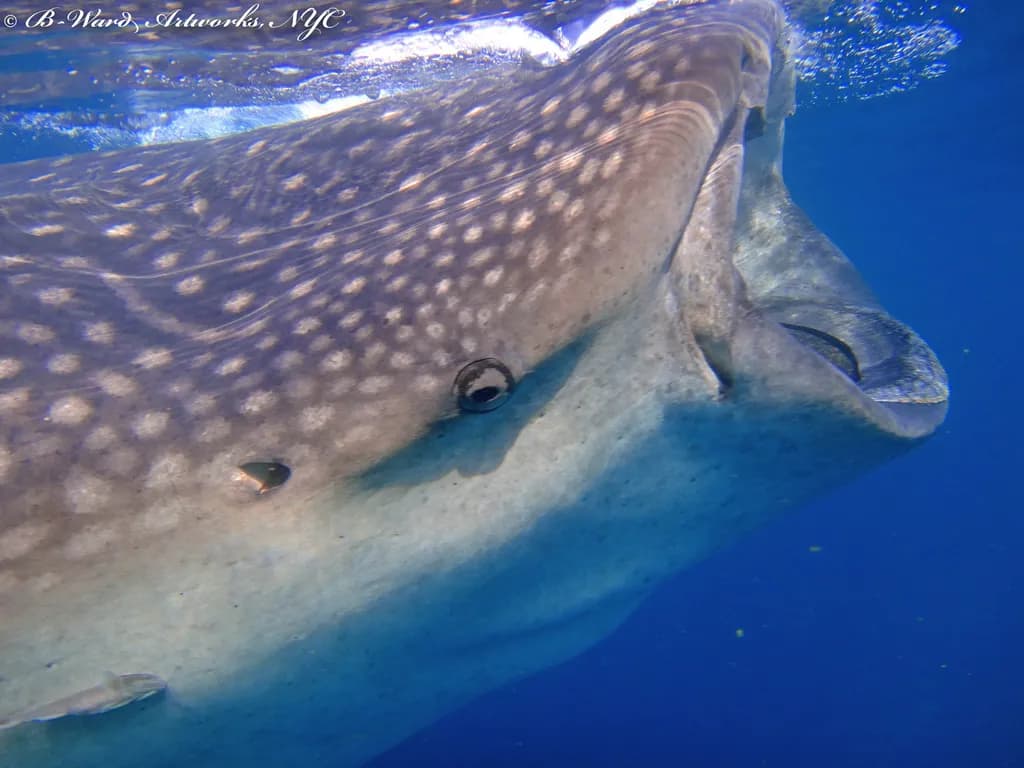 Cancun Whale Shark Close-Up