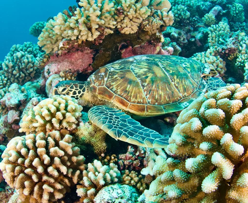 Reef Turtle Resting