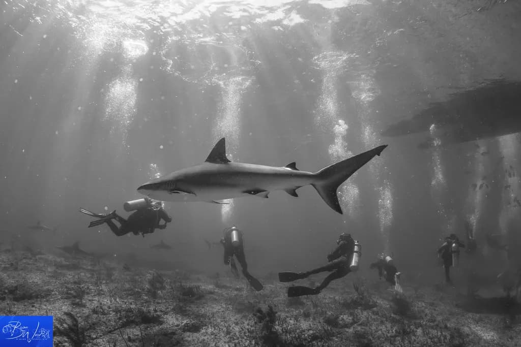 Bimini Depths