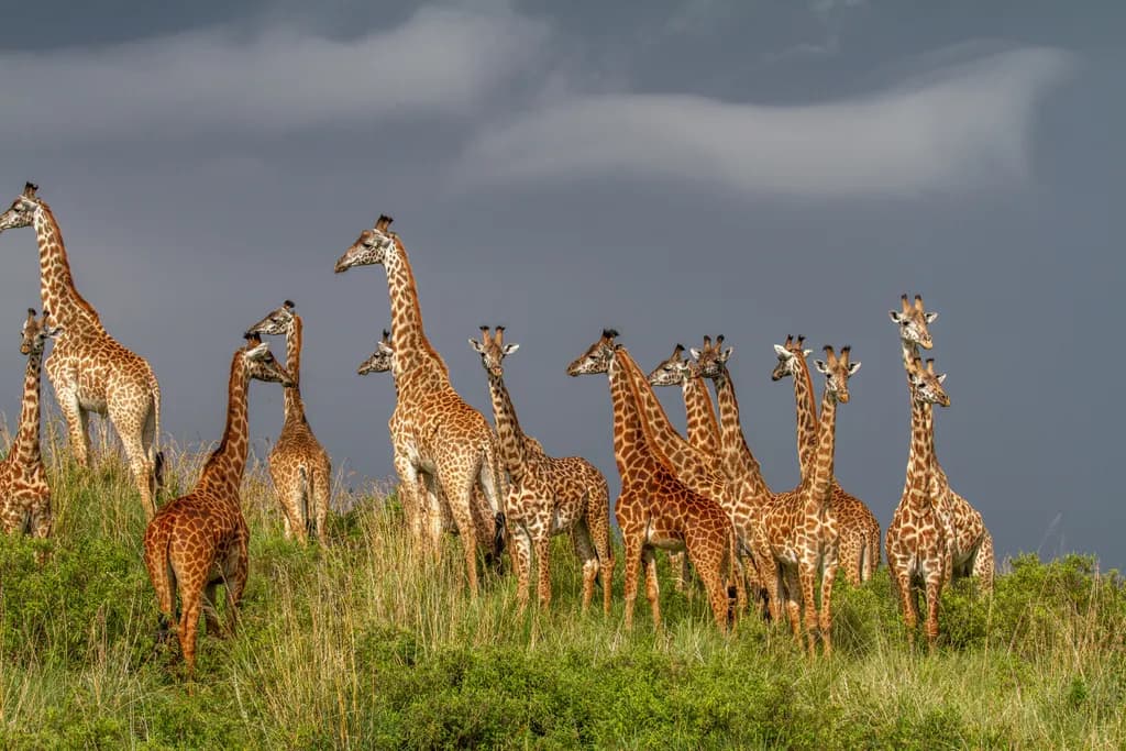 Gathering Heights