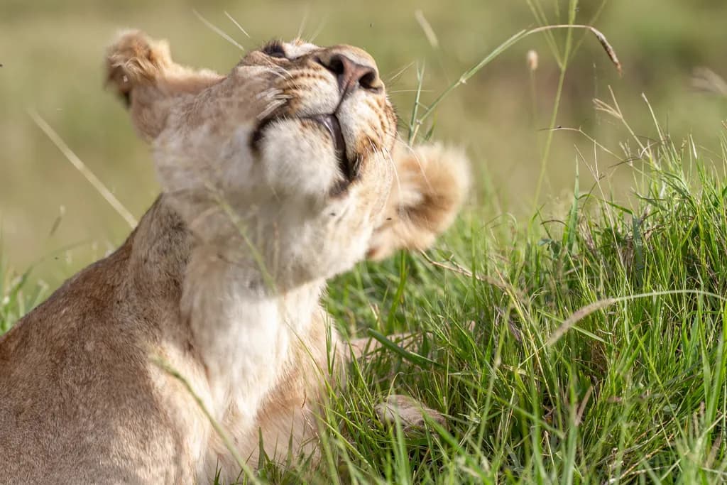 Lioness Scenting Breeze