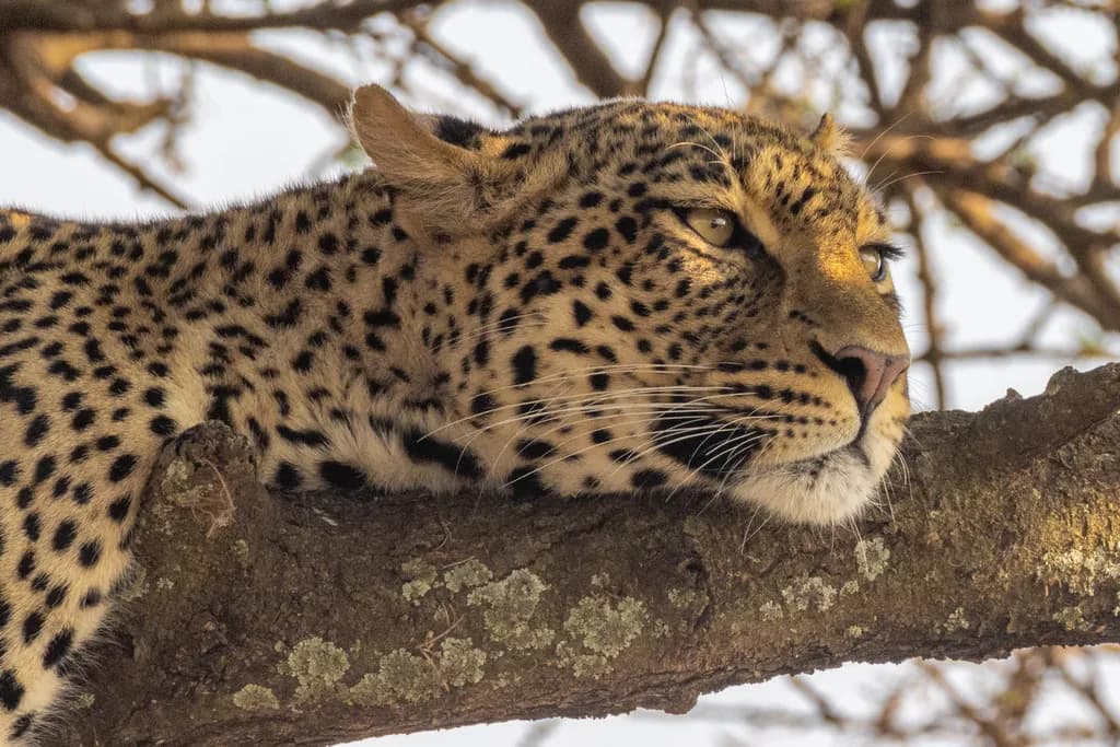 Leopard Repose