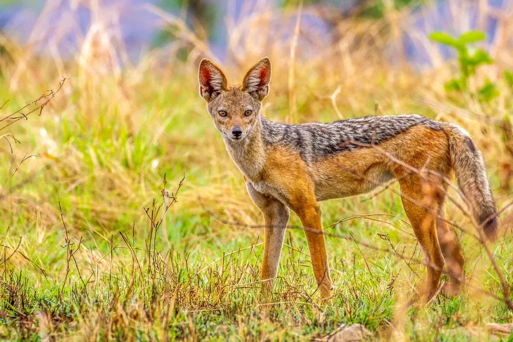 Alert Jackal