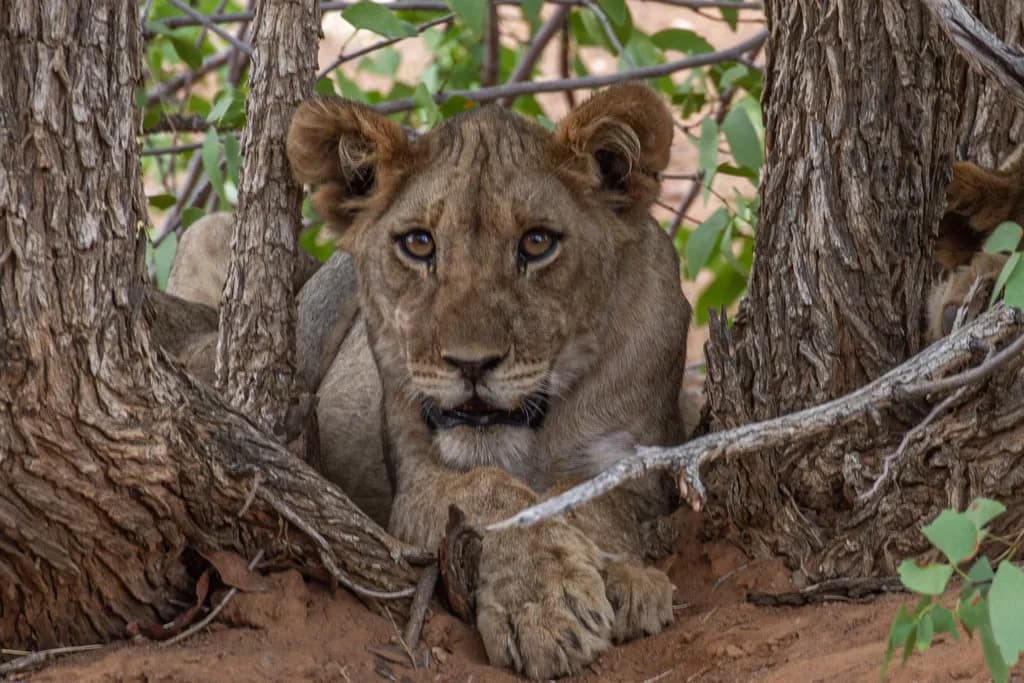 Lion Cub Gaze