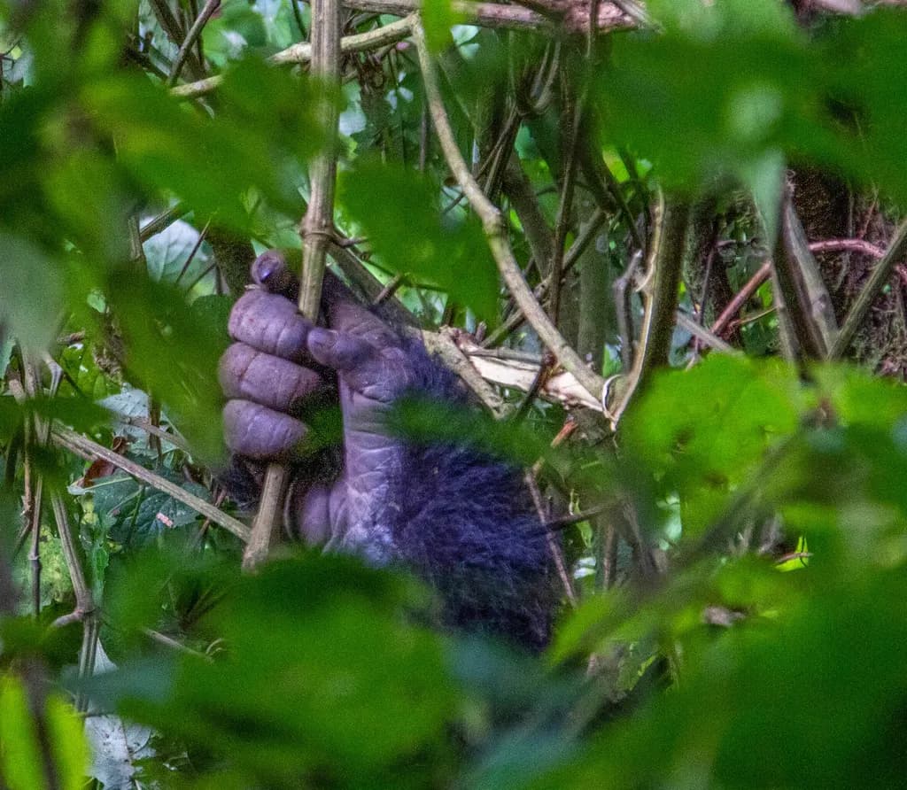 Gorilla Grip