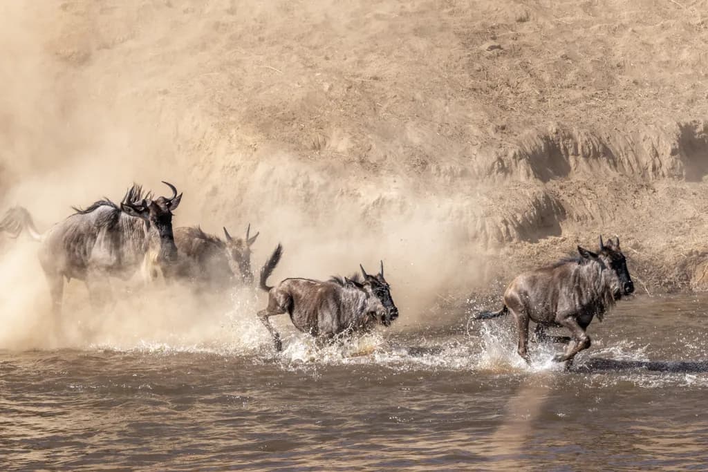 Wildebeest Crossing