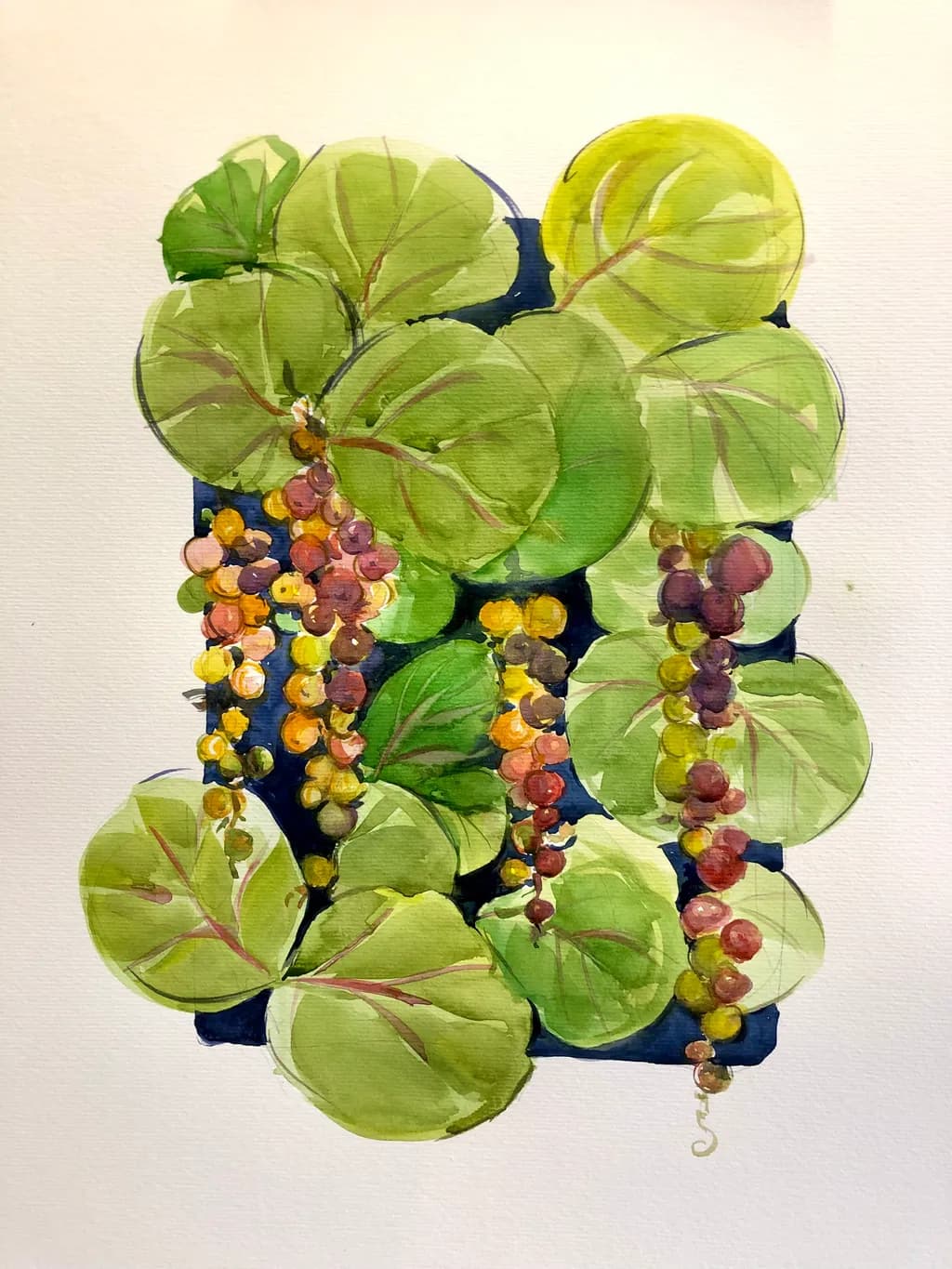 Grape Vine Leaves