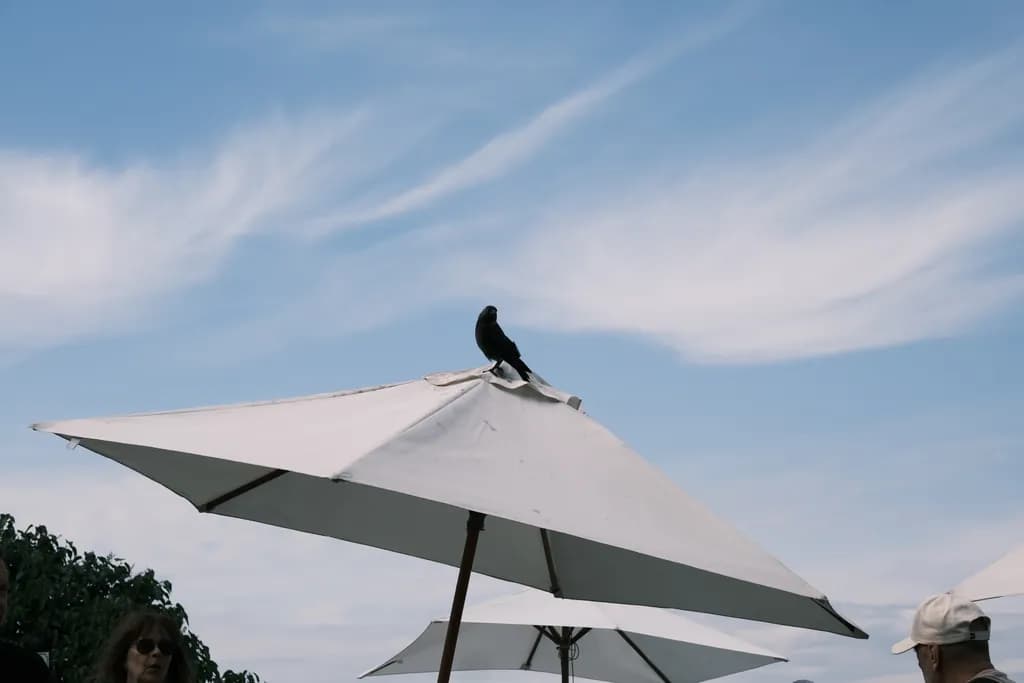 Umbrella Sentinel