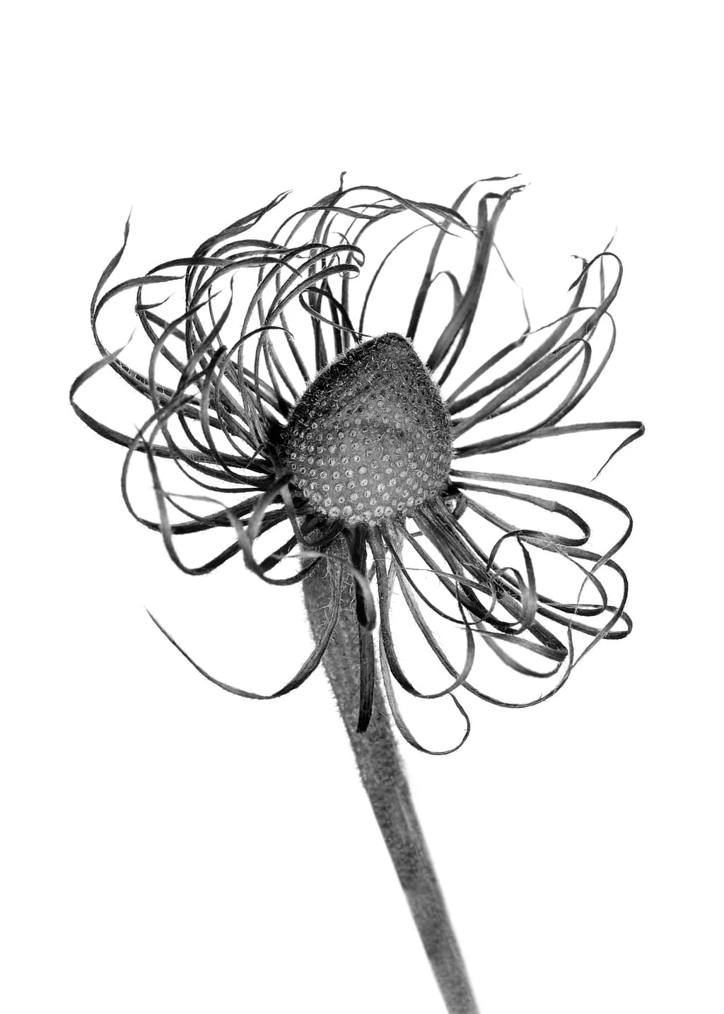 Seed Head Mono