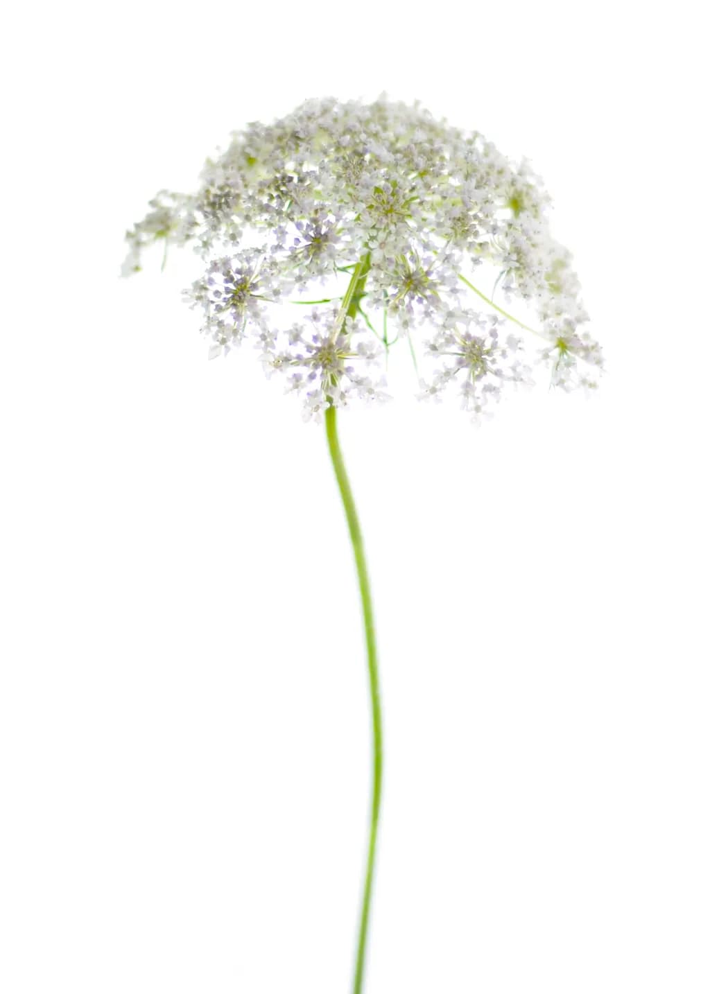 Cow Slip Bloom