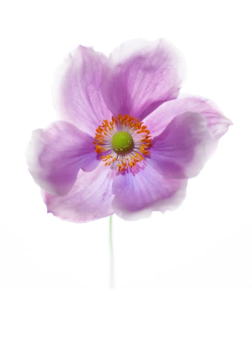 Anenome Bloom
