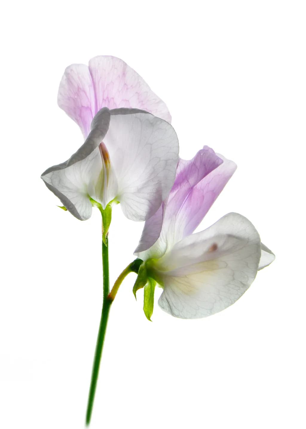 Pink and White Sweetpea