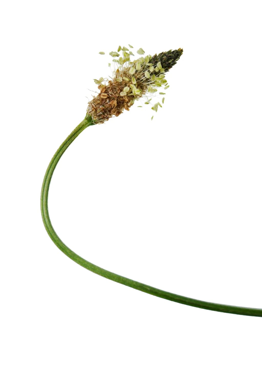 Ribwort Seedhead