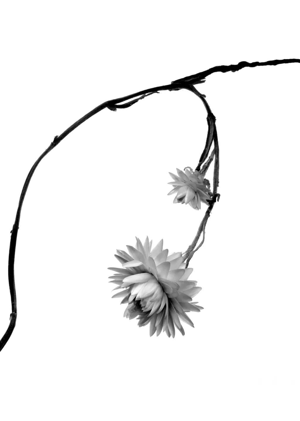 Corn Flower Mono