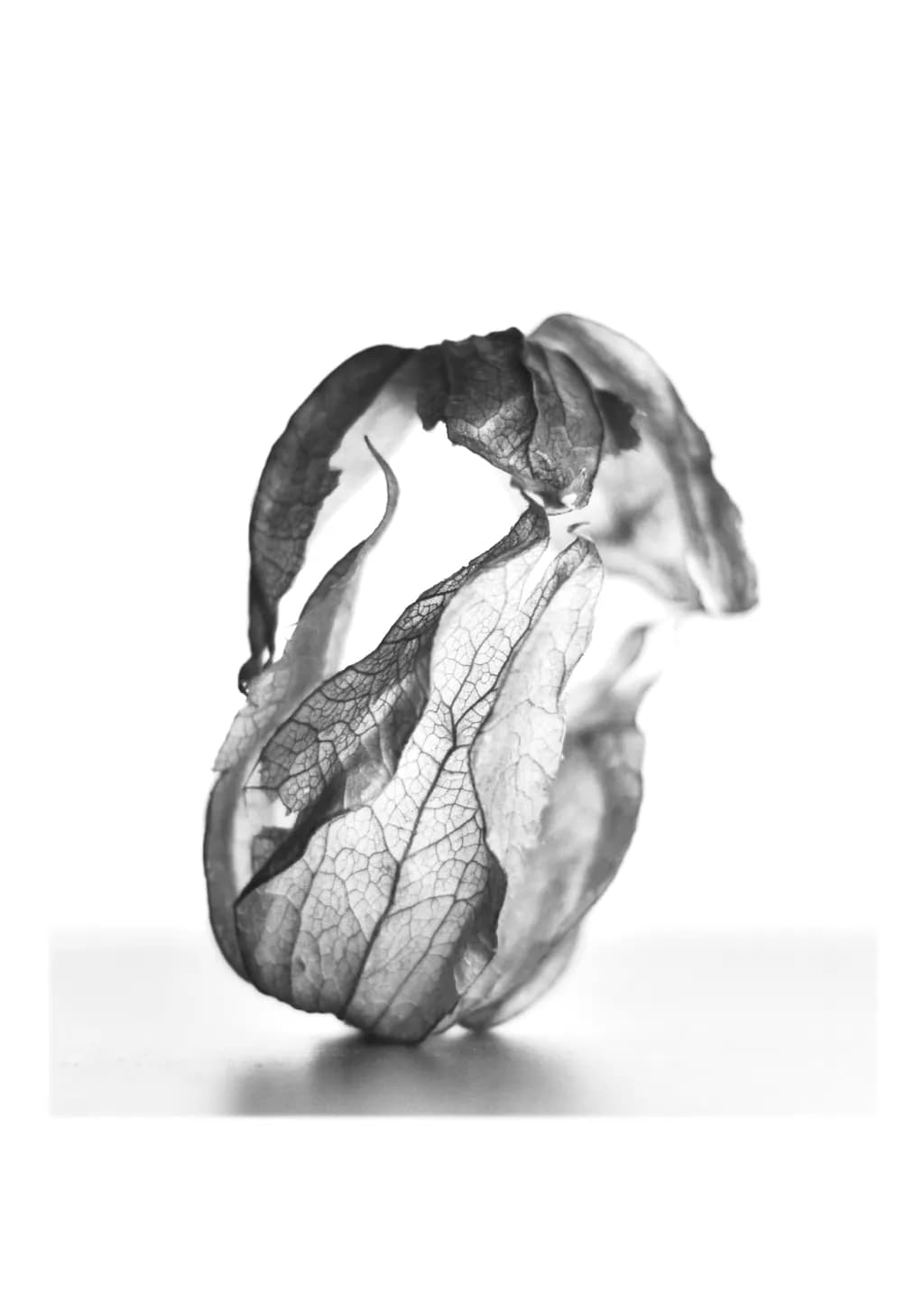 Physalis Study
