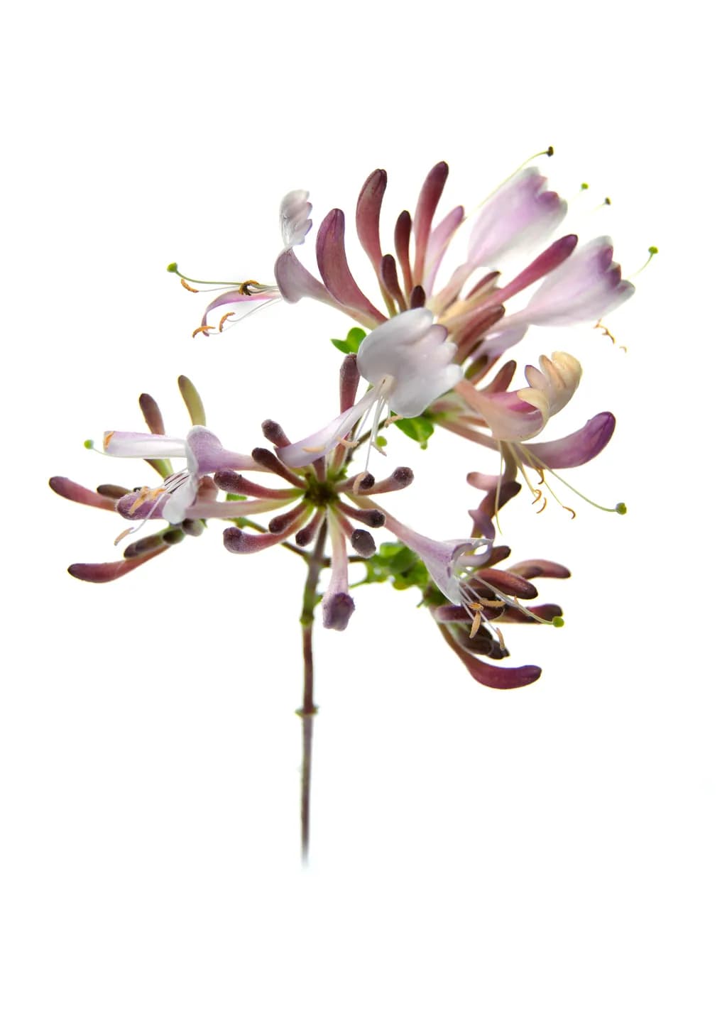 Honeysuckle Bloom