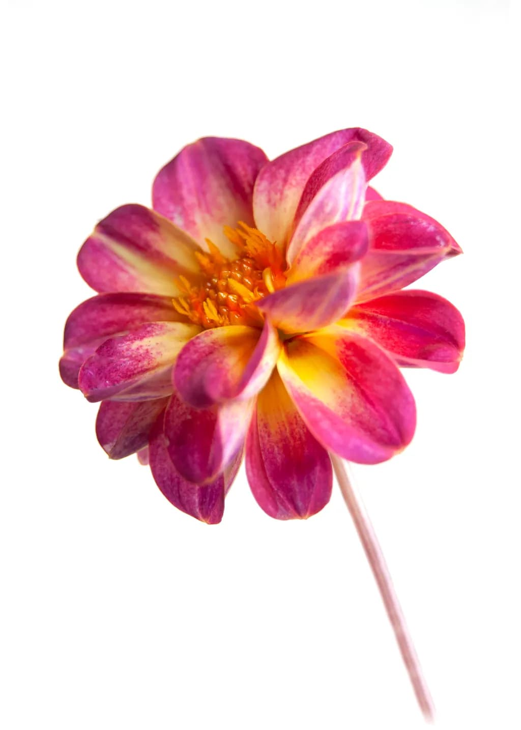 Dahlia Glow