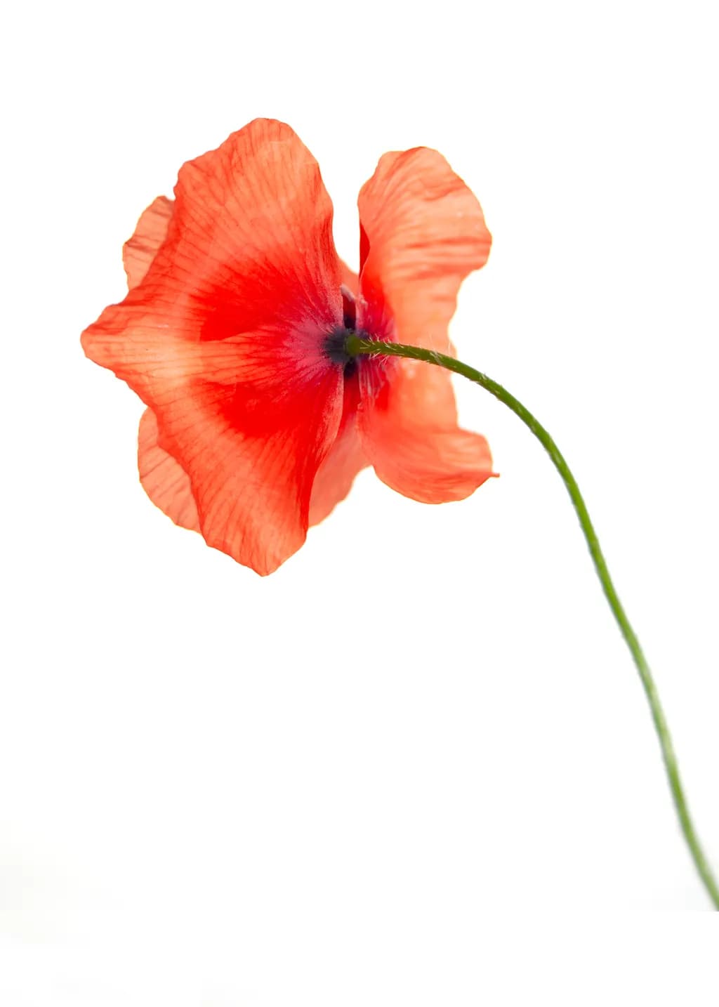 Little Poppy Back