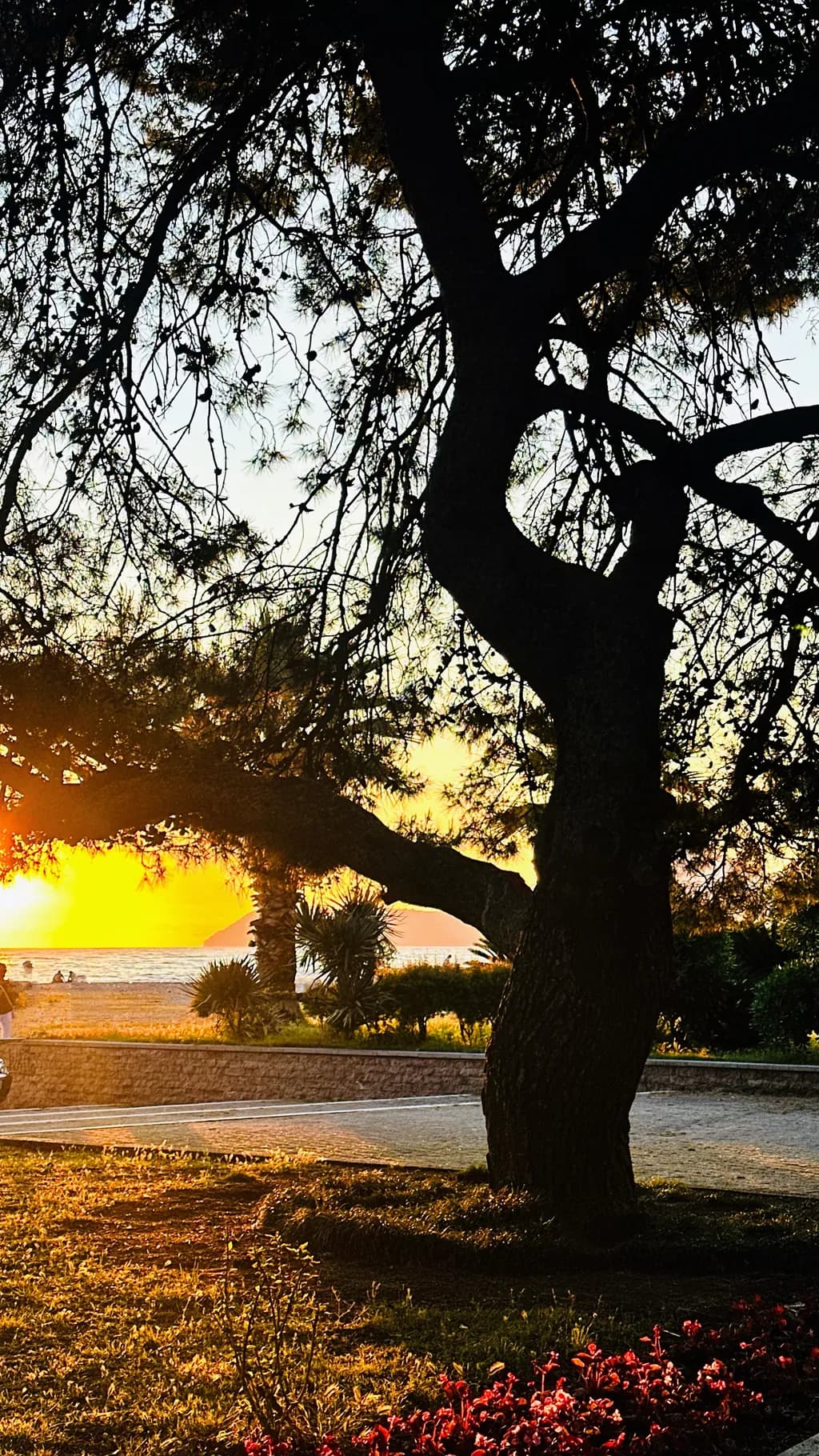 Sunset Silhouette