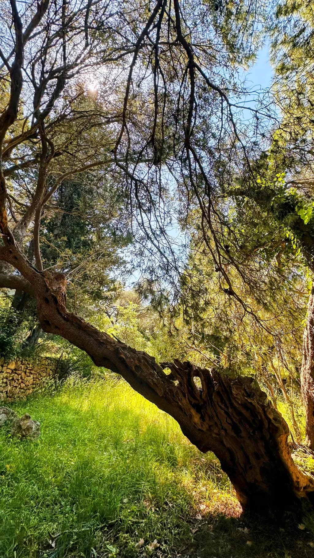 Sunlit Olive Branch