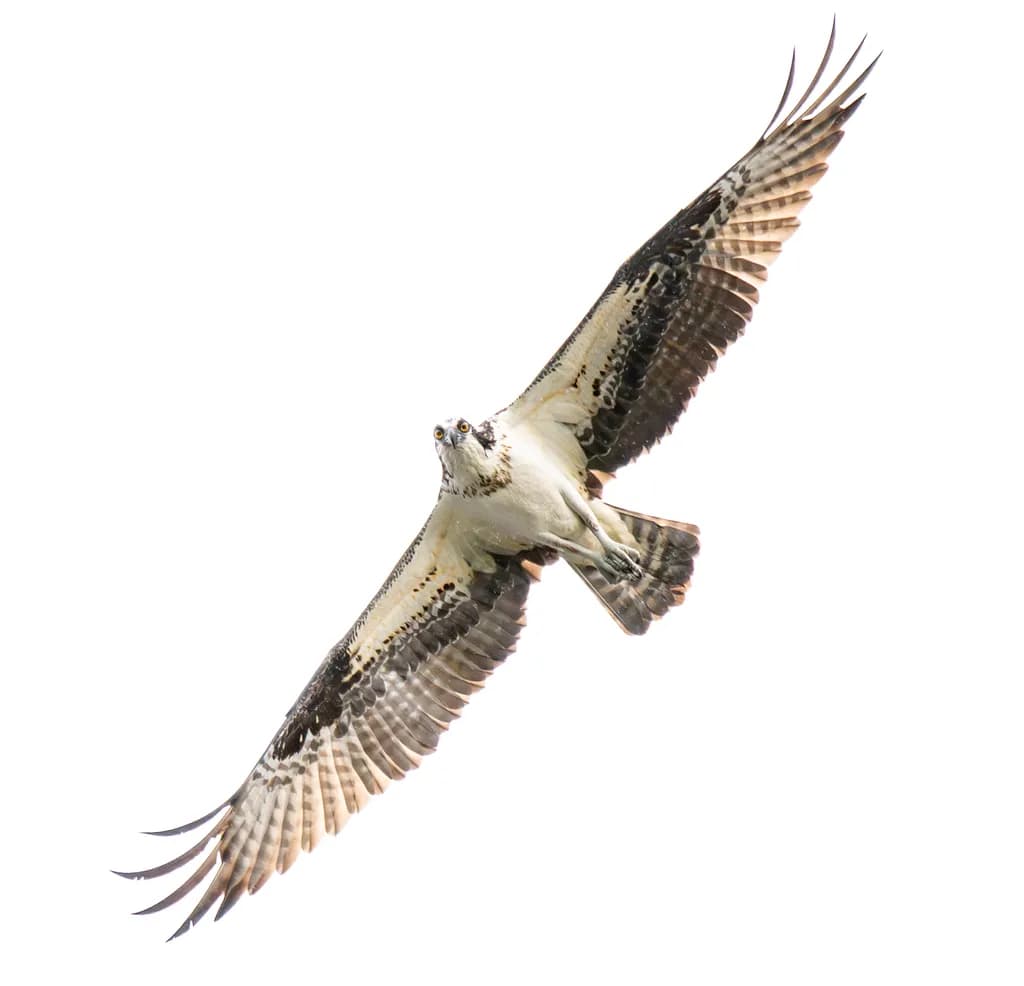 Osprey Soar