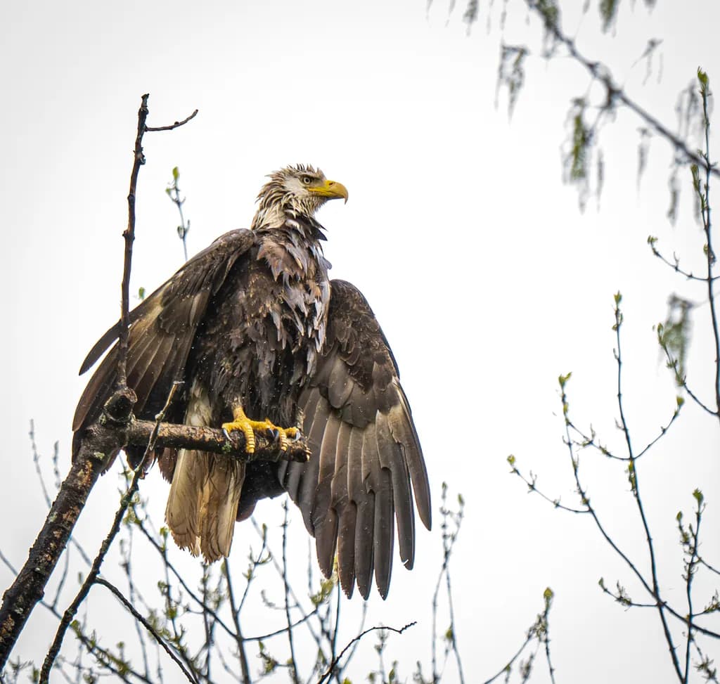 Perched Majesty