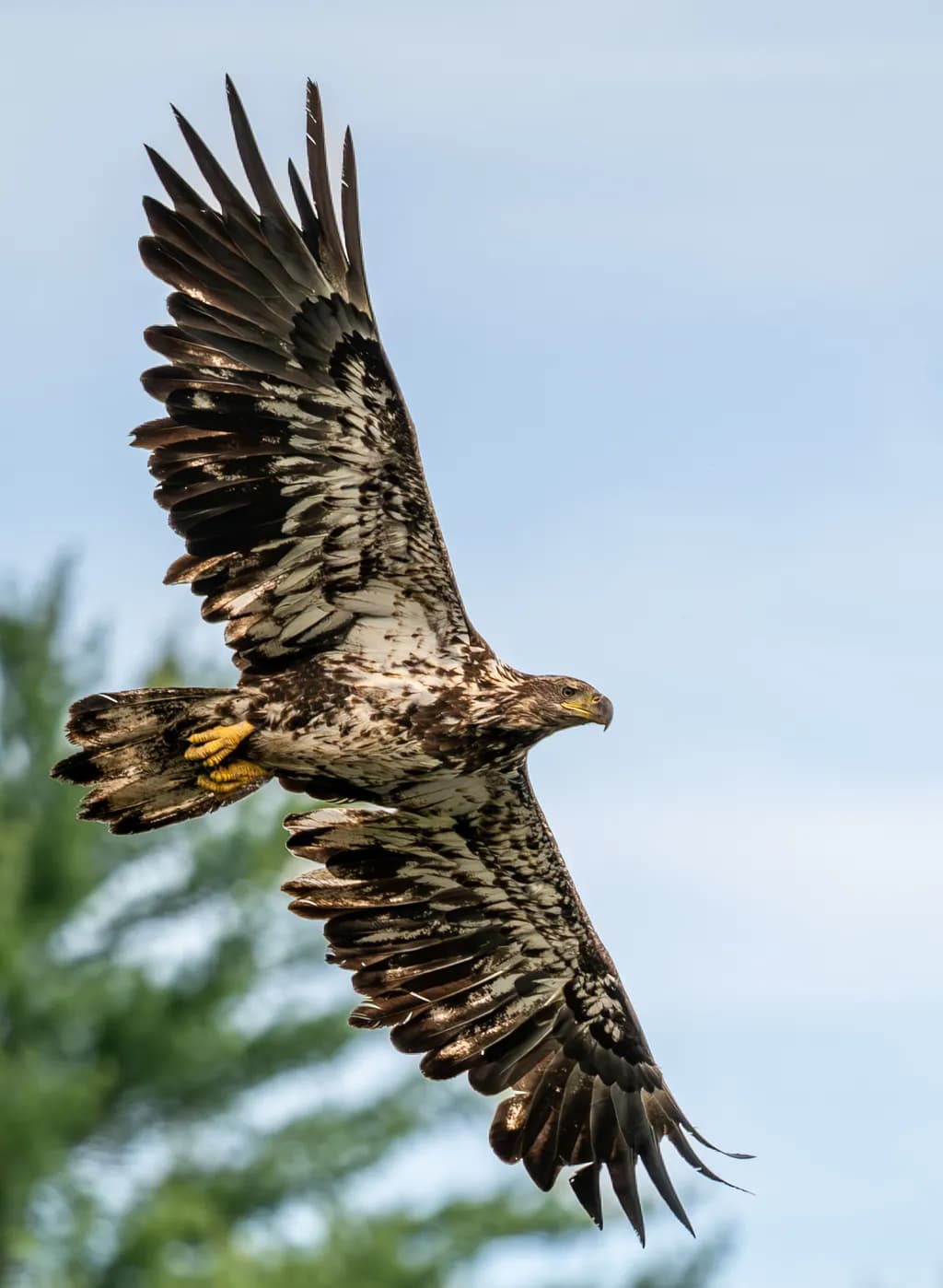 Soaring Juvenile Eagle