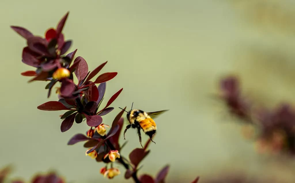 Hovering Bumblebee