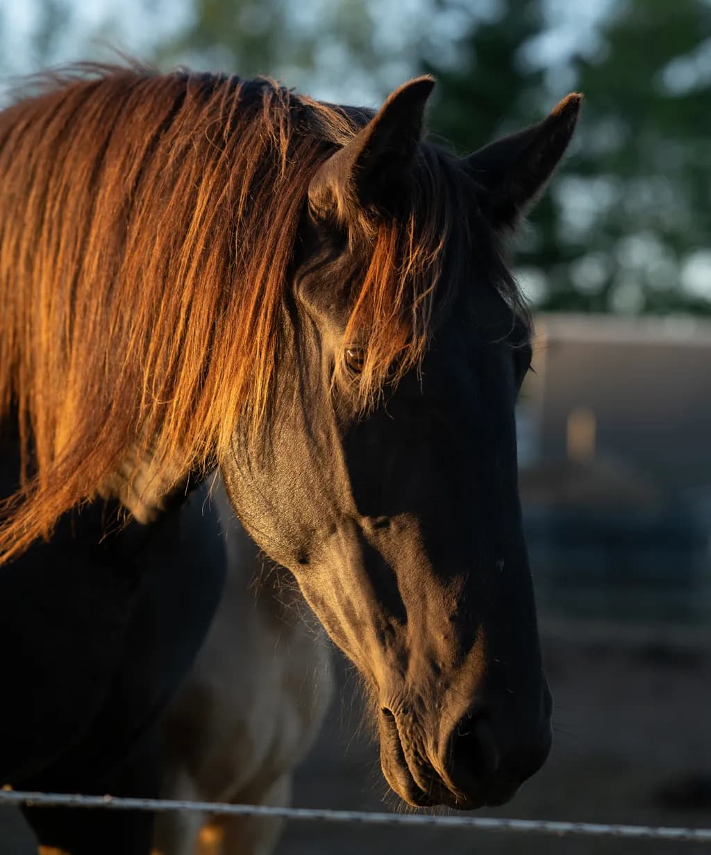 Shadowed Mane