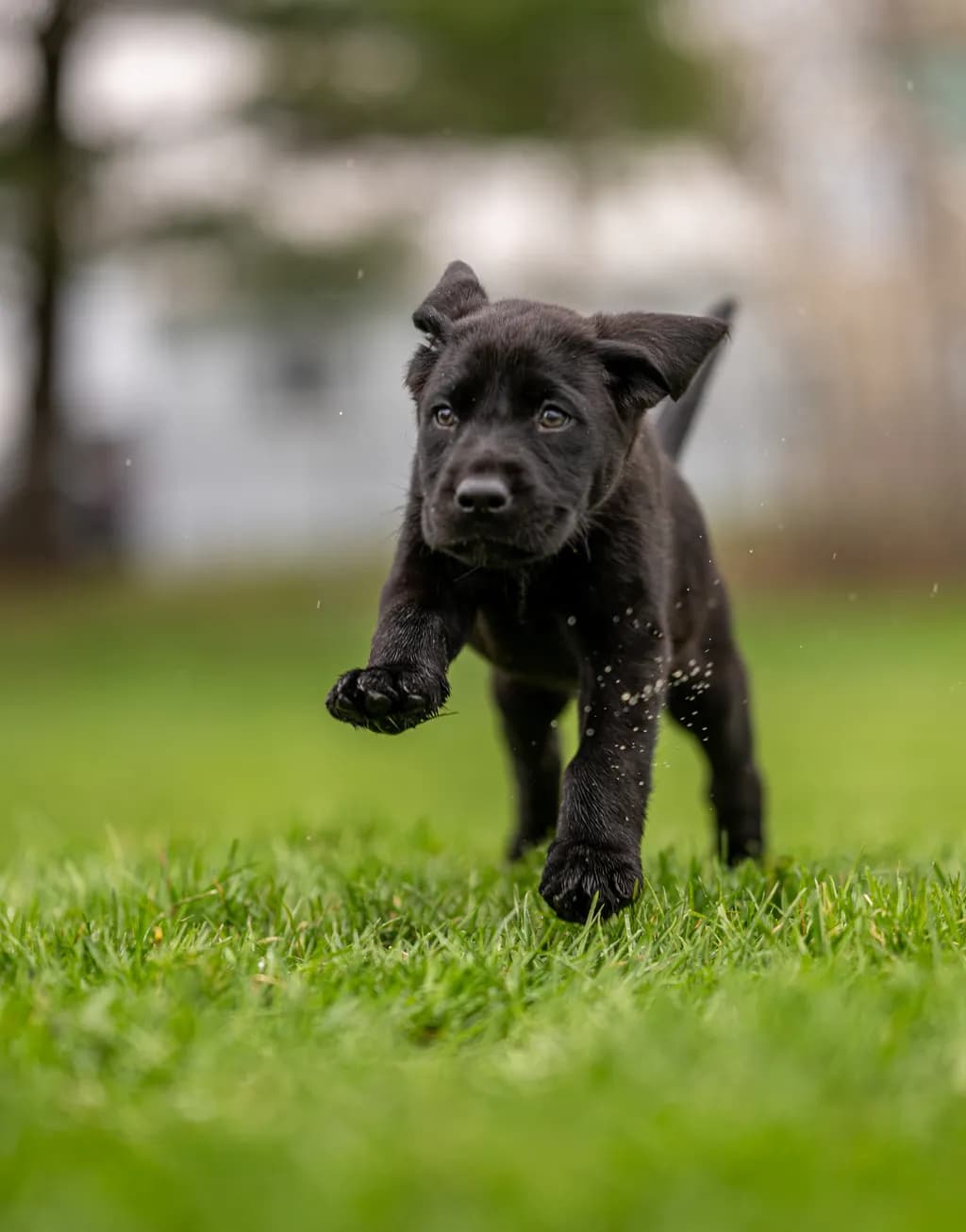 Midstride Pup