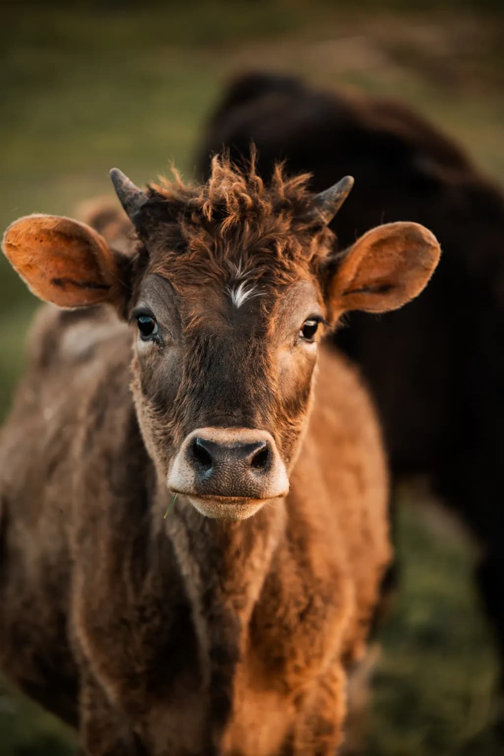 Curious Calf